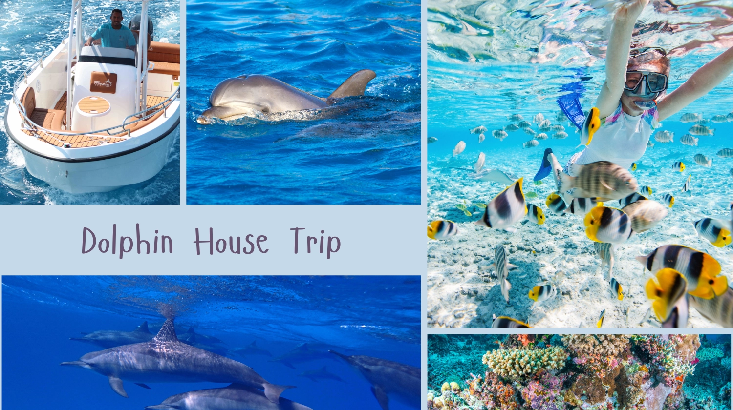 Hurghada: Gita alla casa dei delfini con snorkeling e pranzo