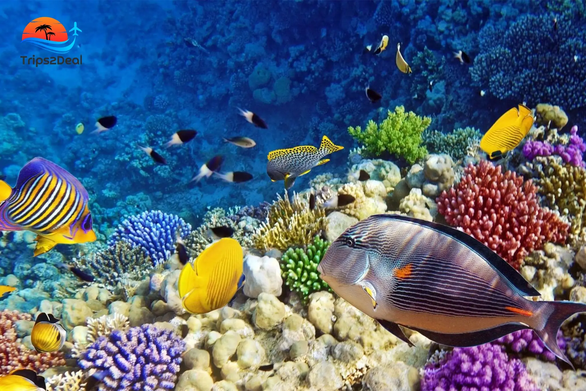 Semi Submarine and Coral Reef Snorkeling Tour in Marsa Alam