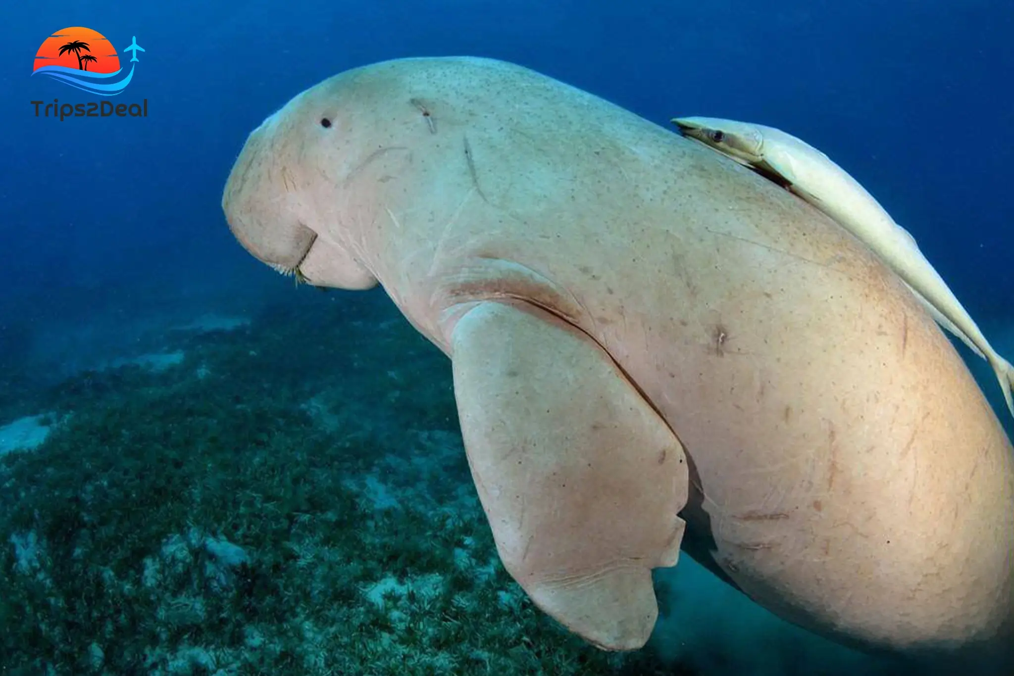 Снорклинг-тур в Абу-Даббаб в Марса-Аламе