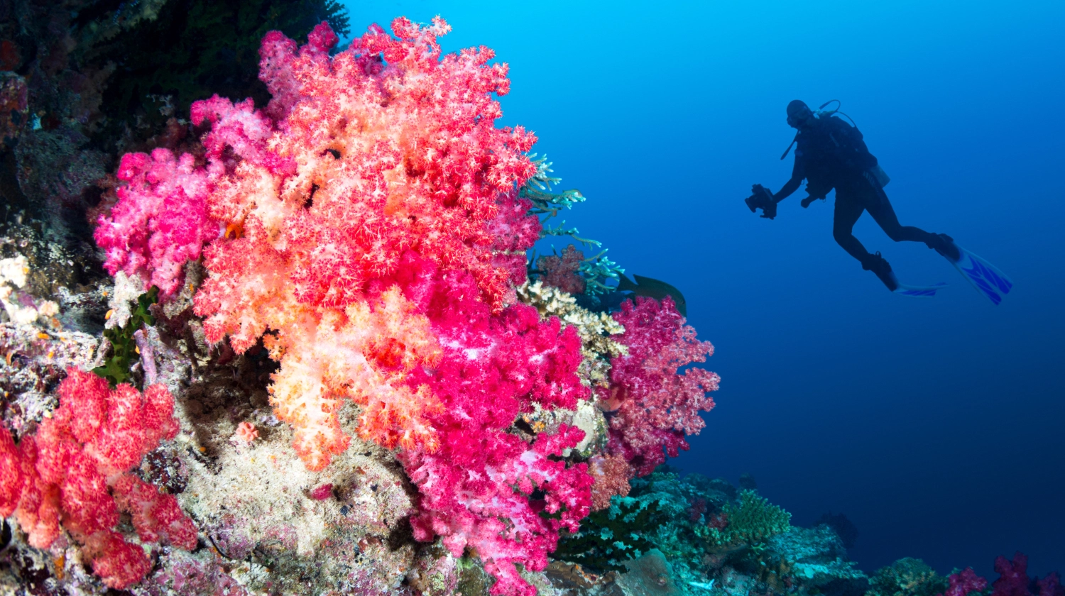 Excursión de buceo con almuerzo y dos puntos de inmersión