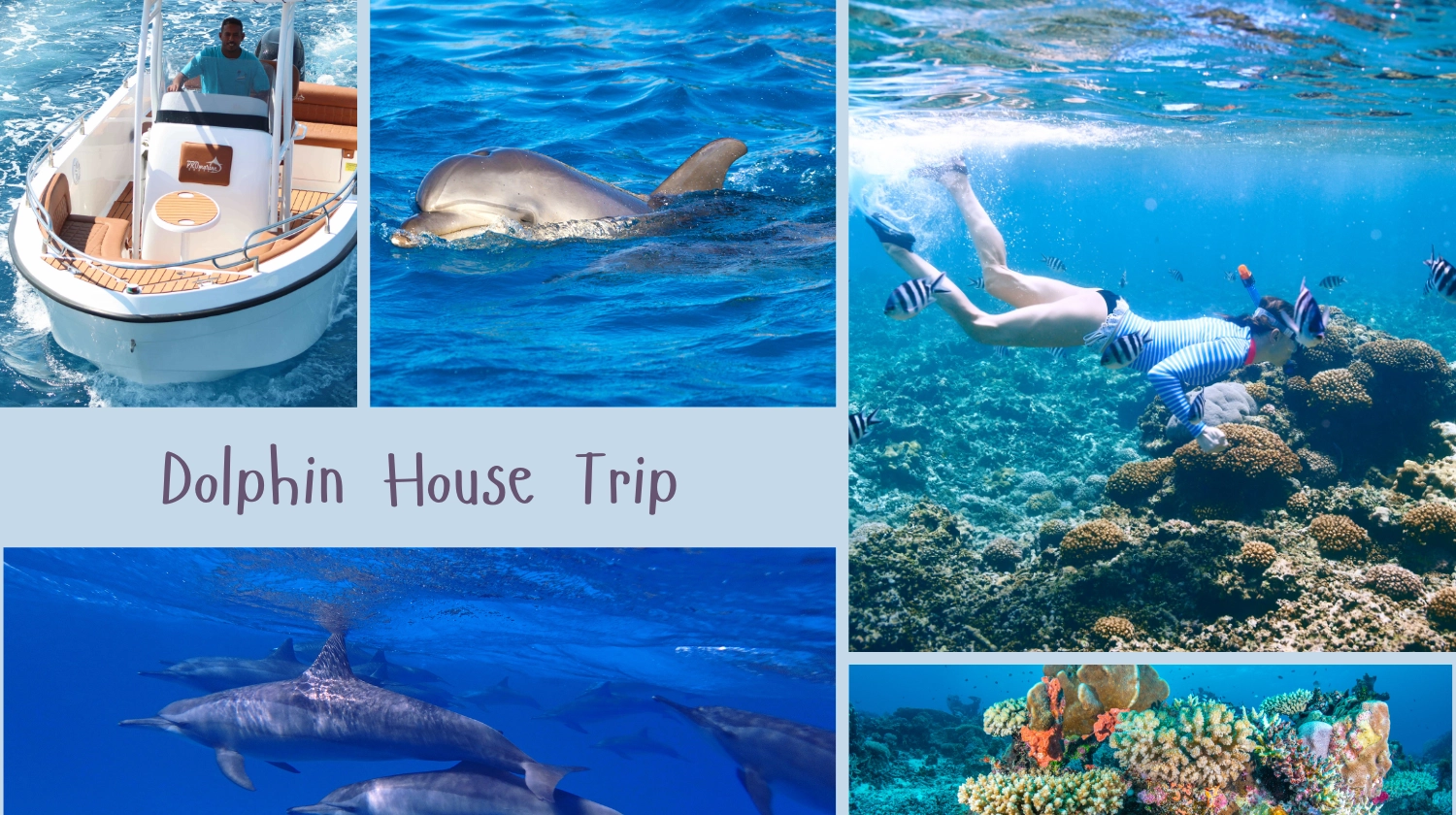 Hurghada: Delfin-Haus-Tour mit schnorcheln und Mittagessen