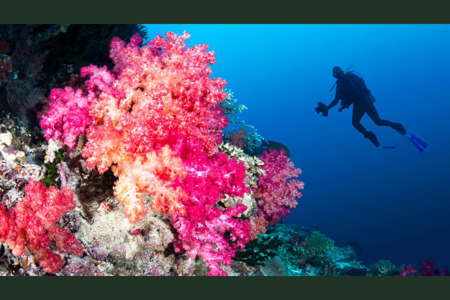 Поездка на дайвинг с обедом и двумя местами погружения
