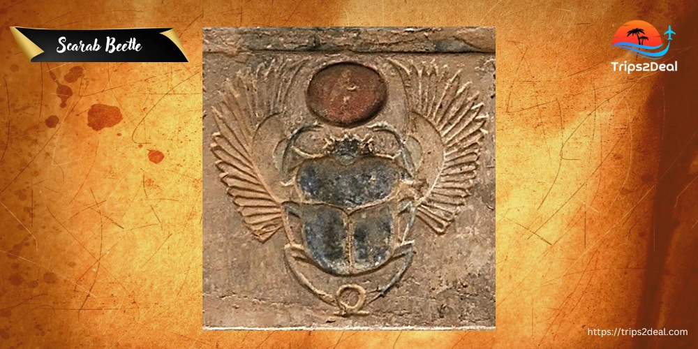 Scarab Beetle symbol