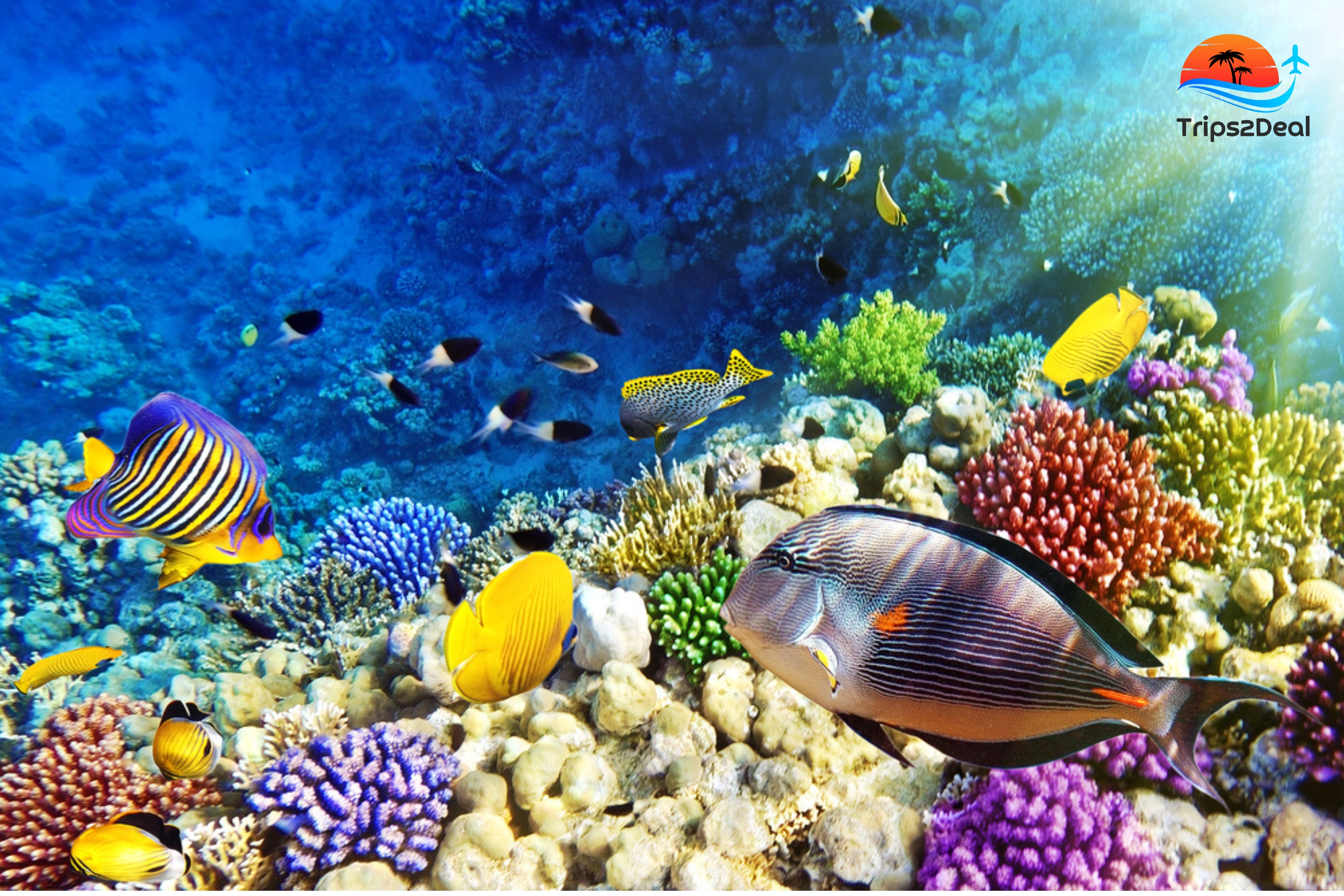 Excursión de snorkel desde Sharm el-Shekikh A la Isla Blanca y Ras Mohammed