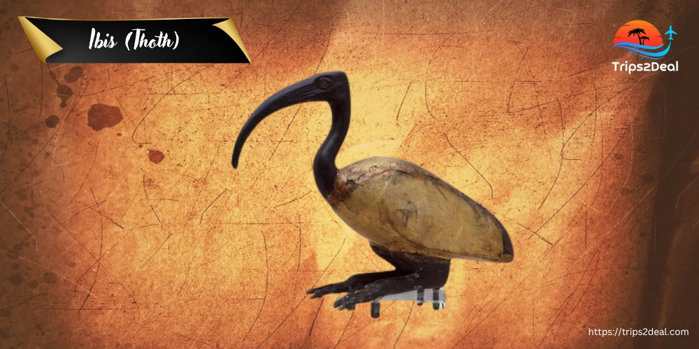 Ibis (Thoth) symbol in ancient egypt