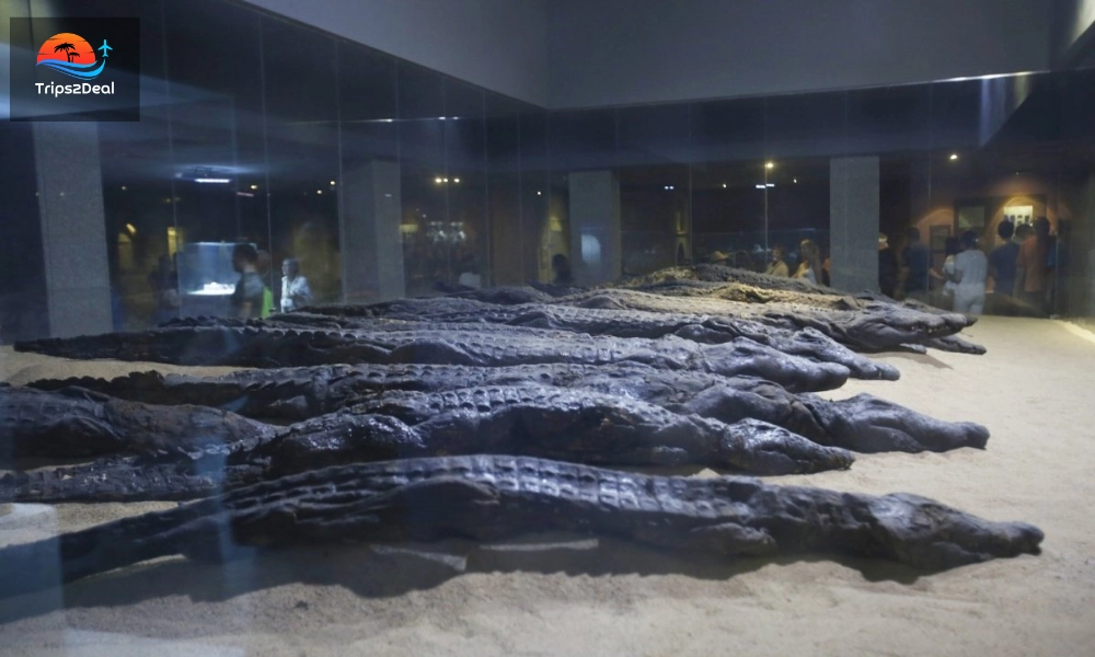 crocodile museum in Kom Ombo