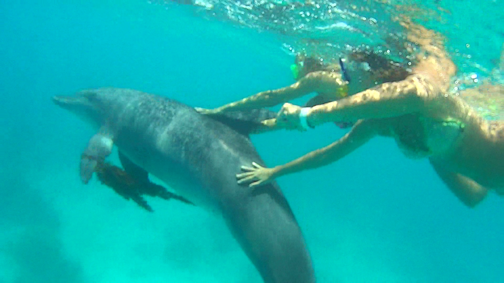 Hurghada: Dolphin House Trip with Snorkeling and Lunch