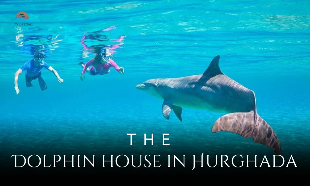 swimming with dolphins