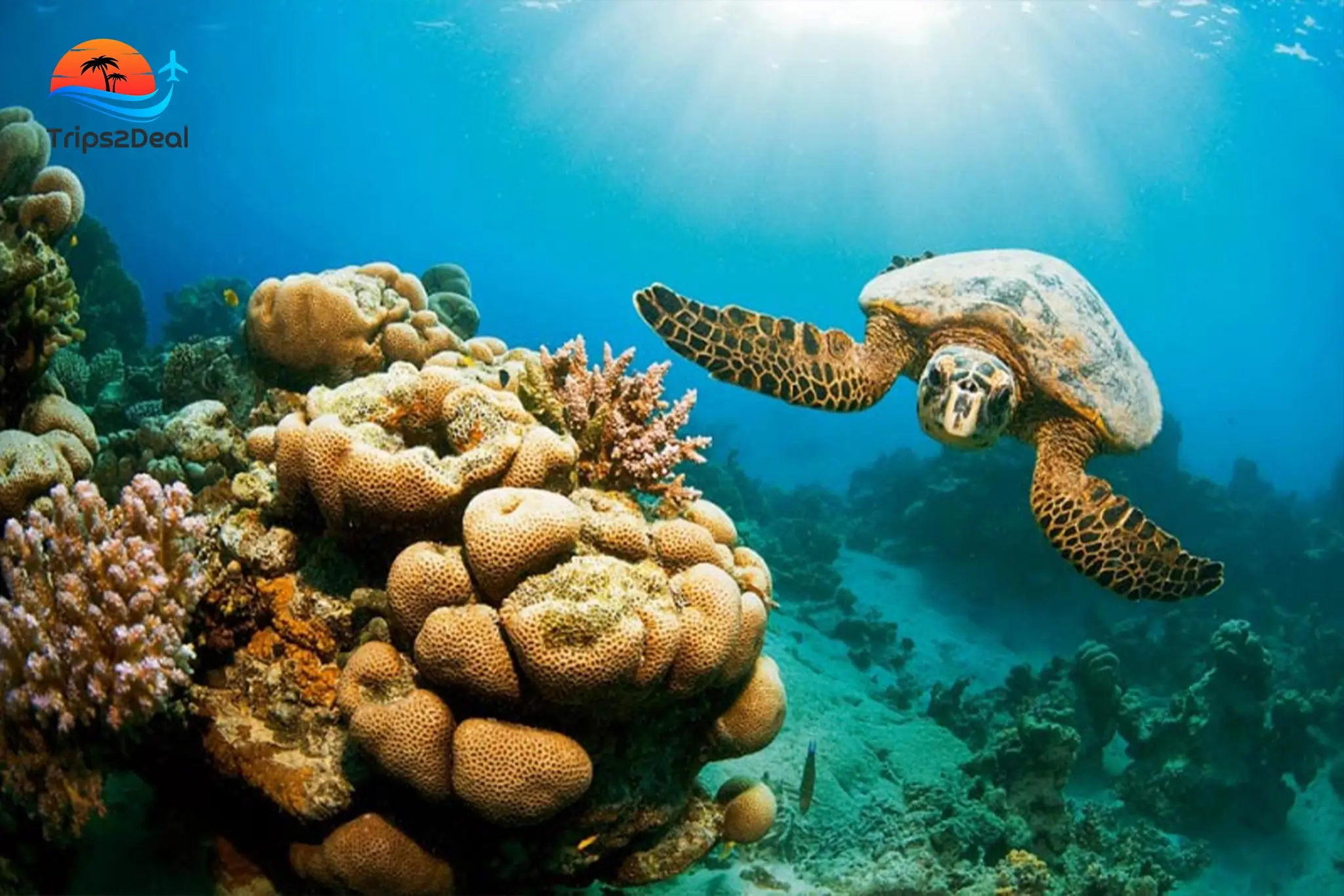 Schnorchelausflug zu den Hamata-Inseln mit Mittagessen in Marsa Alam