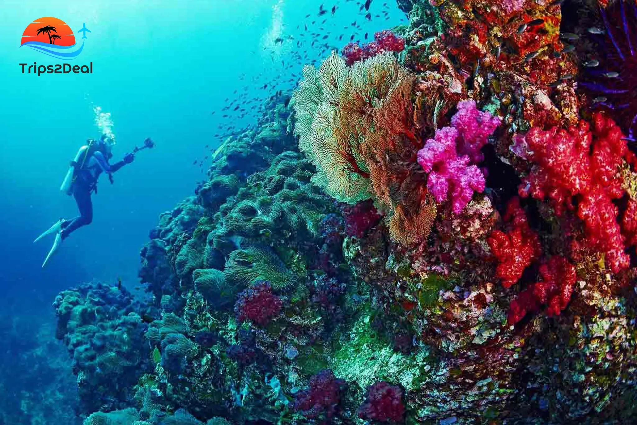 Gita di snorkeling da Sharm el-Shekikh a White Island e Ras Mohammed
